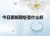今日更新甜虾是什么虾