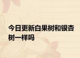 今日更新白果树和银杏树一样吗