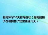 狗狗怀孕50天有啥症状（狗狗的精子在母狗的子宫里能活几天）