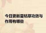 今日更新夏枯草功效与作用有哪些