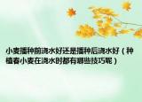 小麦播种前浇水好还是播种后浇水好（种植春小麦在浇水时都有哪些技巧呢）