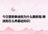 今日更新泰迪狗为什么要断尾(泰迪狗怎么养基础知识)