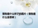 狼狗是什么样子的图片（狼狗是什么意思啊）