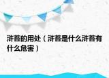 浒苔的用处（浒苔是什么浒苔有什么危害）