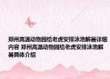 郑州高温动物园给老虎安排泳池解暑详细内容 郑州高温动物园给老虎安排泳池解暑具体介绍