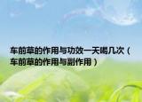 车前草的作用与功效一天喝几次（车前草的作用与副作用）