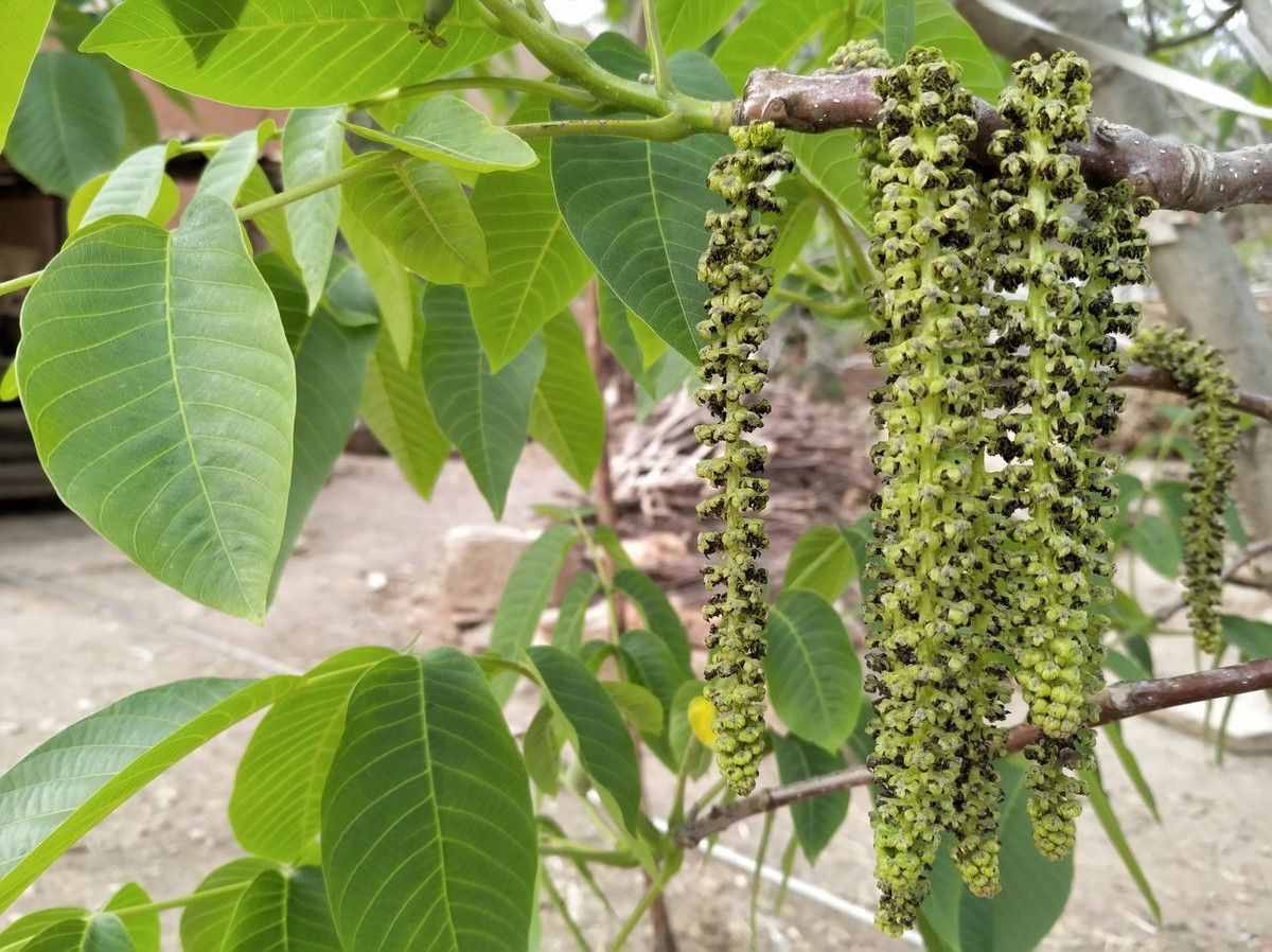 农村的核桃花你吃过吗？学会美食新做法，清香可口更美味