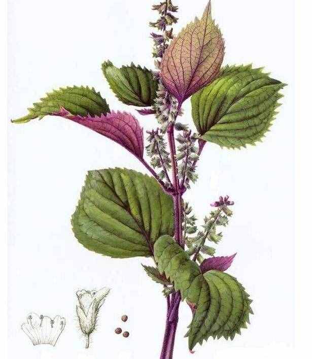 《本草精荟》：“三苏”的功效与应用