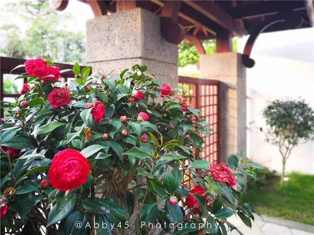 夏日到厦门旅游，充满异域风情的酒店民宿，看下有没有你喜欢的？