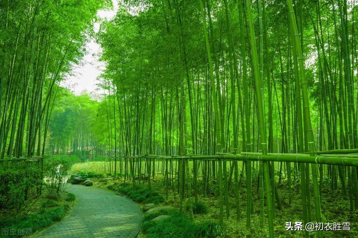 夏日竹诗六首清赏：窗前一丛竹，竹中窥落日