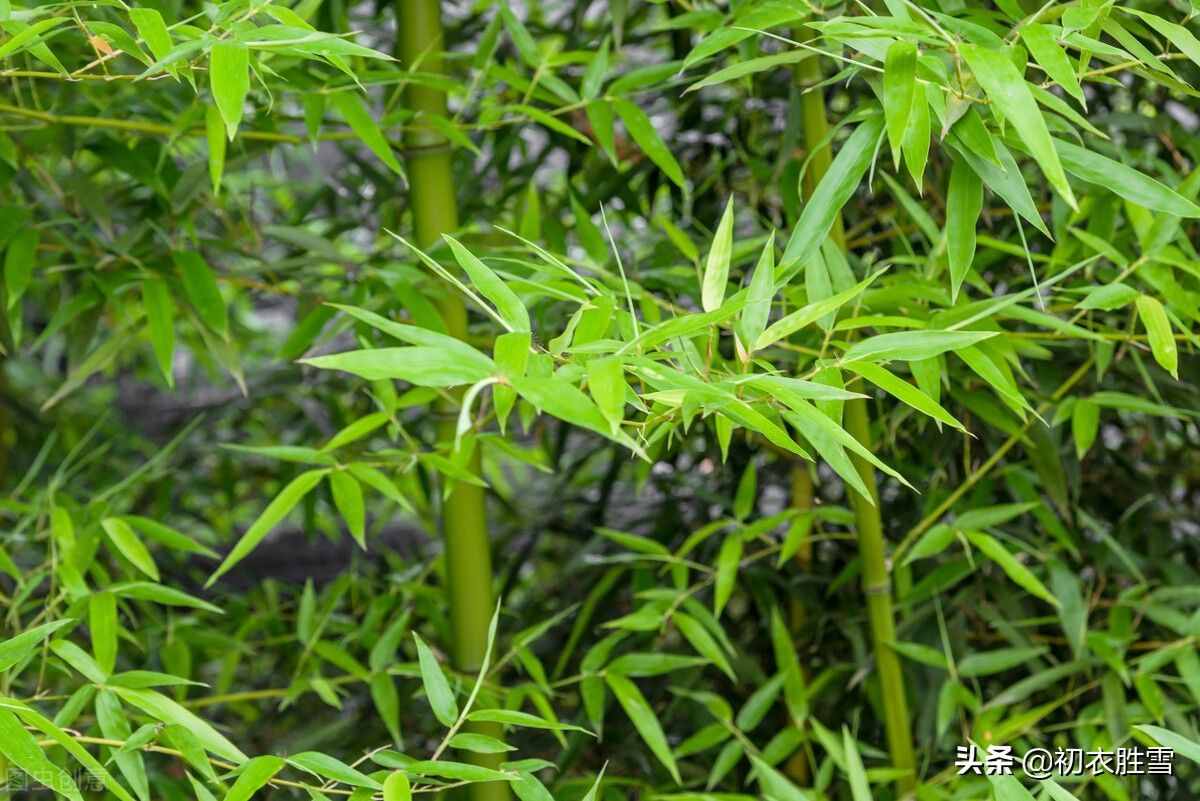 夏日竹诗六首清赏：窗前一丛竹，竹中窥落日