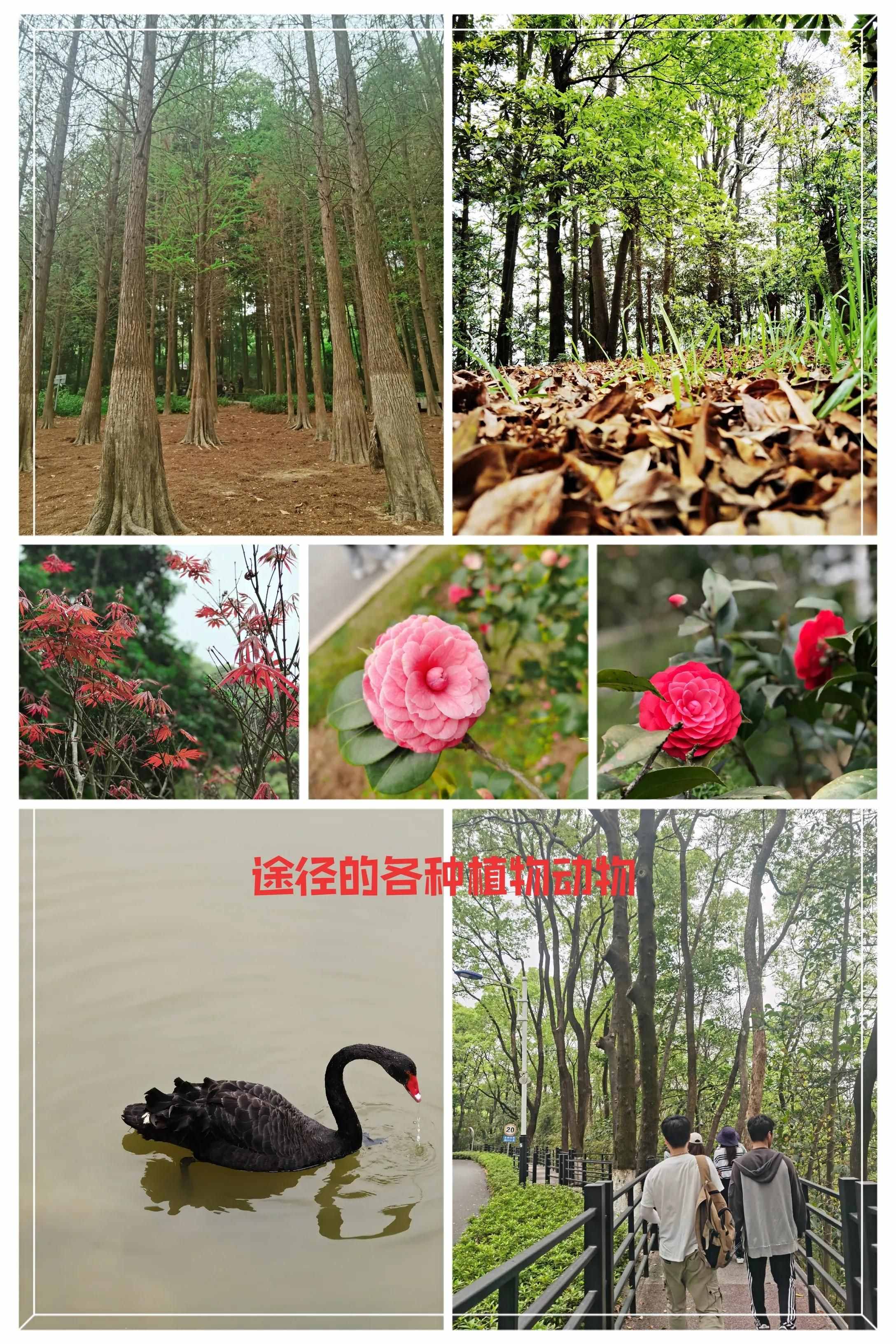 挑战帽峰山(539米)～广州市区第一高峰