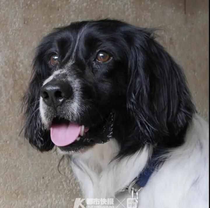 警犬界劳模！BINGO不仅是条网红犬，还是一只社会狗，今天照常出勤训练