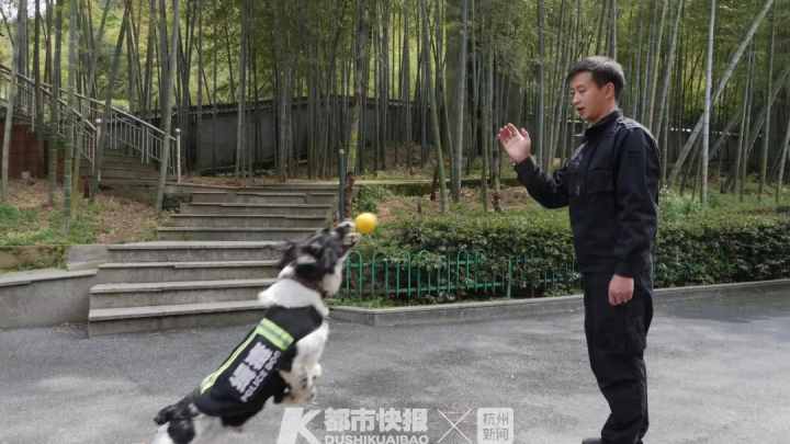 警犬界劳模！BINGO不仅是条网红犬，还是一只社会狗，今天照常出勤训练