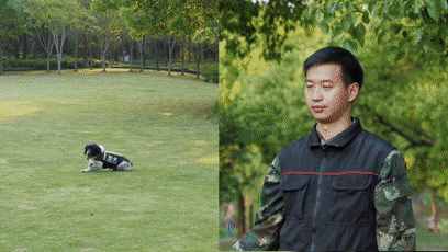警犬界劳模！BINGO不仅是条网红犬，还是一只社会狗，今天照常出勤训练