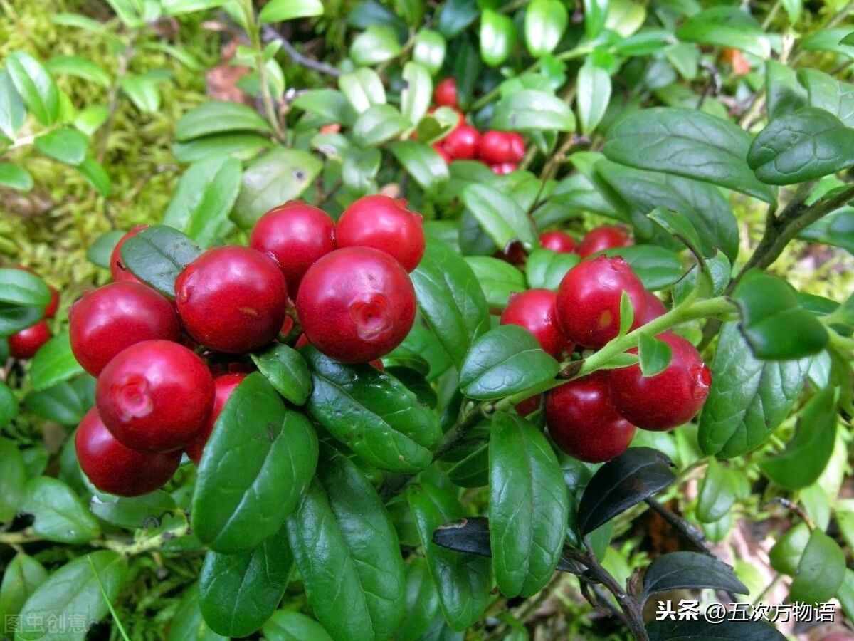 一篇教你认清常见水果类型，建议收藏
