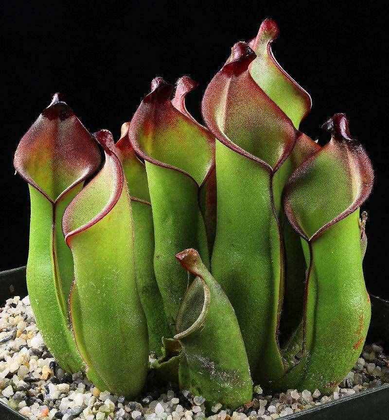 植物也开荤！世界上六大食肉植物，胃口好到能吞牛