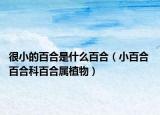 很小的百合是什么百合（小百合 百合科百合属植物）