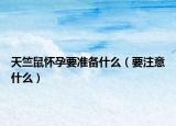 天竺鼠怀孕要准备什么（要注意什么）