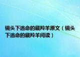 镜头下逃命的藏羚羊原文（镜头下逃命的藏羚羊阅读）