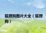 狐狸狗图片大全（狐狸狗）