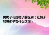 黄栀子与红栀子的区别（红枙子和黄枙子有什么区别）