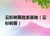 云杉树苗批发基地（云杉树苗）