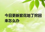 今日更新紫花地丁挖回来怎么办