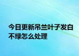 今日更新吊兰叶子发白不绿怎么处理