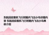 东航回应客机飞行时舱内飞出小鸟详细内容 东航回应客机飞行时舱内飞出小鸟具体介绍