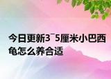今日更新3―5厘米小巴西龟怎么养合适