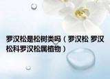 罗汉松是松树类吗（罗汉松 罗汉松科罗汉松属植物）
