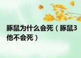 豚鼠为什么会死（豚鼠3他不会死）