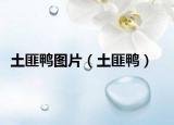 土匪鸭图片（土匪鸭）