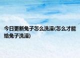 今日更新兔子怎么洗澡(怎么才能给兔子洗澡)