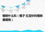 榧树什么科（榧子 红豆杉科榧树属植物）