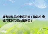 蜂蜜是从花粉中采的吗（蜂花粉 蜜蜂采蜜时带回的花粉团）