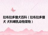 拉布拉多猎犬百科（拉布拉多猎犬 犬科哺乳动物宠物）