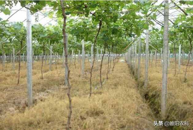 这个除草配方能杀上百种杂草，30分钟见效2小时死草，持效期20天