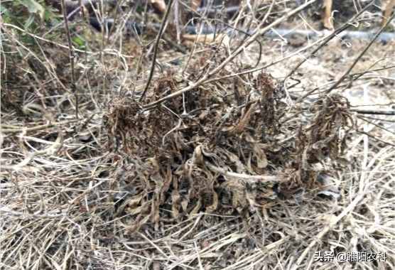 这个除草配方能杀上百种杂草，30分钟见效2小时死草，持效期20天