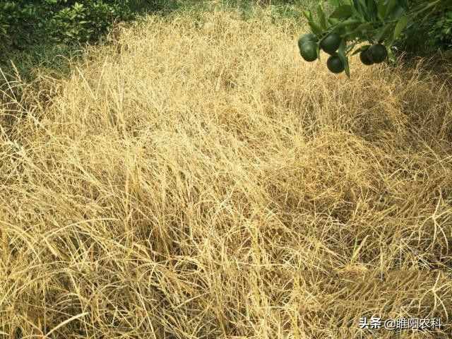这个除草配方能杀上百种杂草，30分钟见效2小时死草，持效期20天