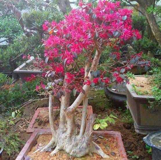 可以养成大型盆景的红花檵木，秋冬叶子变红长出彩带