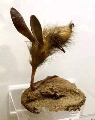 地球上最魔幻的鼻行动物，真的灭绝于美军的核试验吗？
