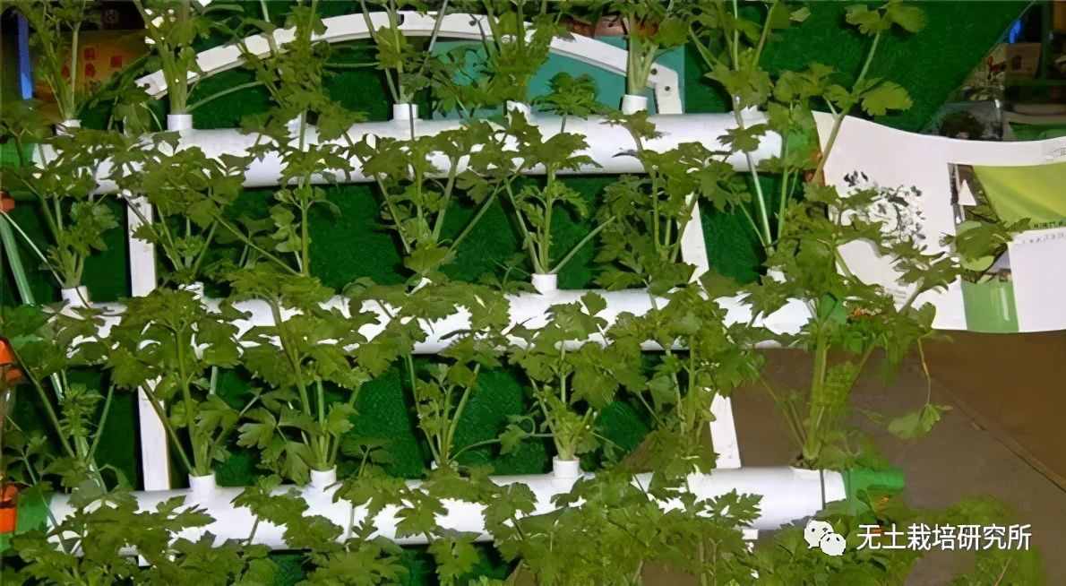 家庭水培蔬菜的方法有哪些？