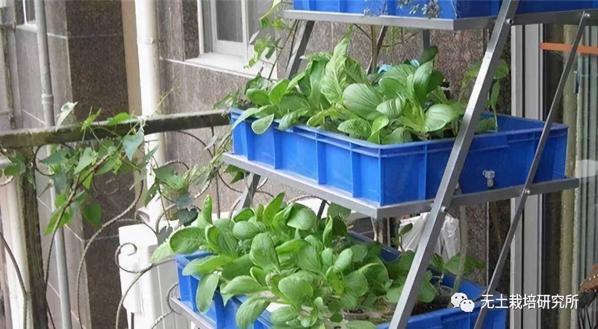 家庭水培蔬菜的方法有哪些？