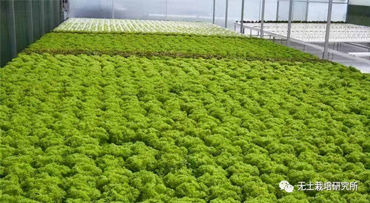 家庭水培蔬菜的方法有哪些？
