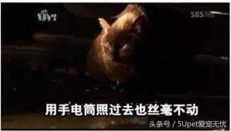 这四个关于人与动物的故事，你可能听过，又或许没有
