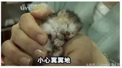 这四个关于人与动物的故事，你可能听过，又或许没有