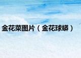 金花菜图片（金花球蟒）