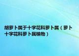 胡萝卜属于十字花科萝卜属（萝卜 十字花科萝卜属植物）